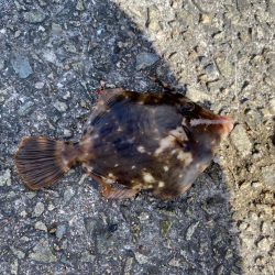 カワハギシーズンイン！！